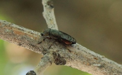 Notogramma