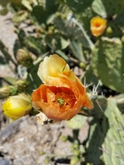 Opuntia dulcis