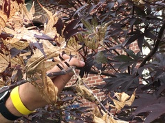 Euproctis chrysorrhoea