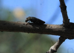 Notogramma