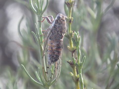Cicada barbara