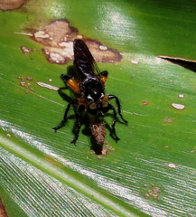 Laphria rufifemorata
