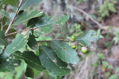 Quercus obtusata