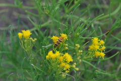 Strangalia luteicornis