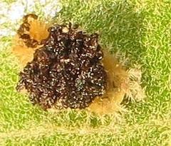 Cassida granulicollis