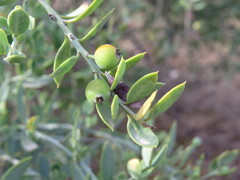 Osyris lanceolata