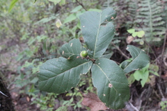 Quercus obtusata
