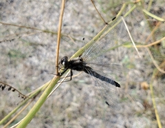 Sympetrum danae