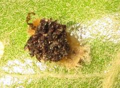 Cassida granulicollis