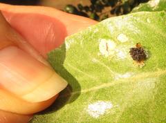 Cassida granulicollis