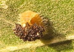 Cassida granulicollis