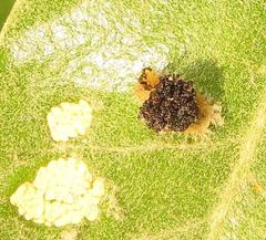 Cassida granulicollis