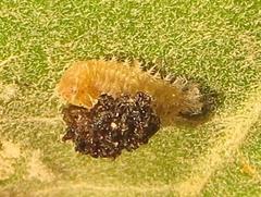 Cassida granulicollis