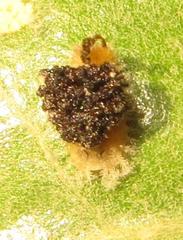 Cassida granulicollis