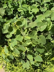 Aristolochia clematitis