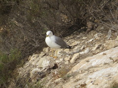 Larus michahellis