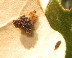 Cassida granulicollis