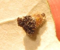 Cassida granulicollis