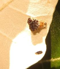 Cassida granulicollis