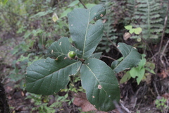 Quercus obtusata