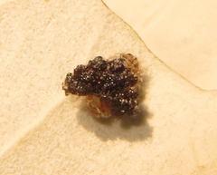 Cassida granulicollis