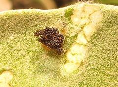 Cassida granulicollis