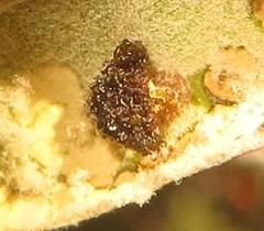 Cassida granulicollis