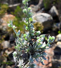 Amphithalea violacea