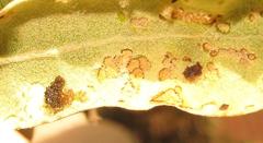 Cassida granulicollis