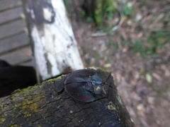 Cyrtonota