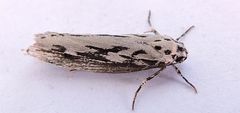 Ethmia semitenebrella