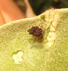 Cassida granulicollis