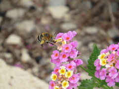 Amegilla quadrifasciata