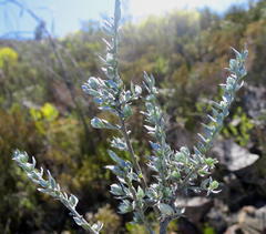 Amphithalea violacea