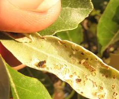 Cassida granulicollis