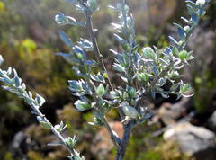 Amphithalea violacea