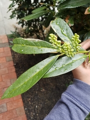 Prunus laurocerasus