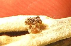 Cassida granulicollis