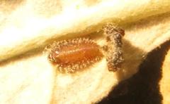 Cassida granulicollis