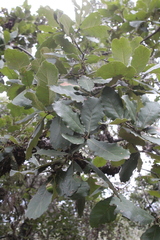 Quercus obtusata