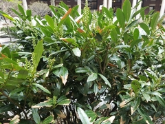 Prunus laurocerasus