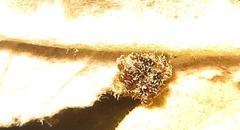 Cassida granulicollis