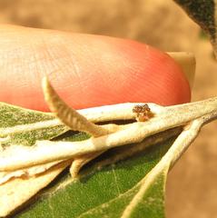 Cassida granulicollis