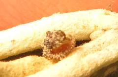 Cassida granulicollis