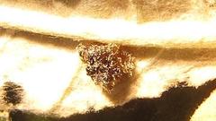 Cassida granulicollis