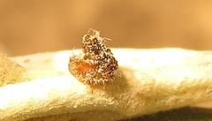 Cassida granulicollis