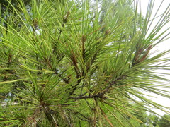 Pinus halepensis