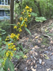 Solidago flexicaulis