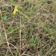 Senecio ruwenzoriensis