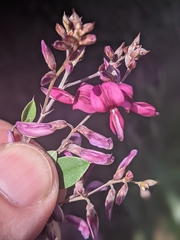 Lespedeza thunbergii